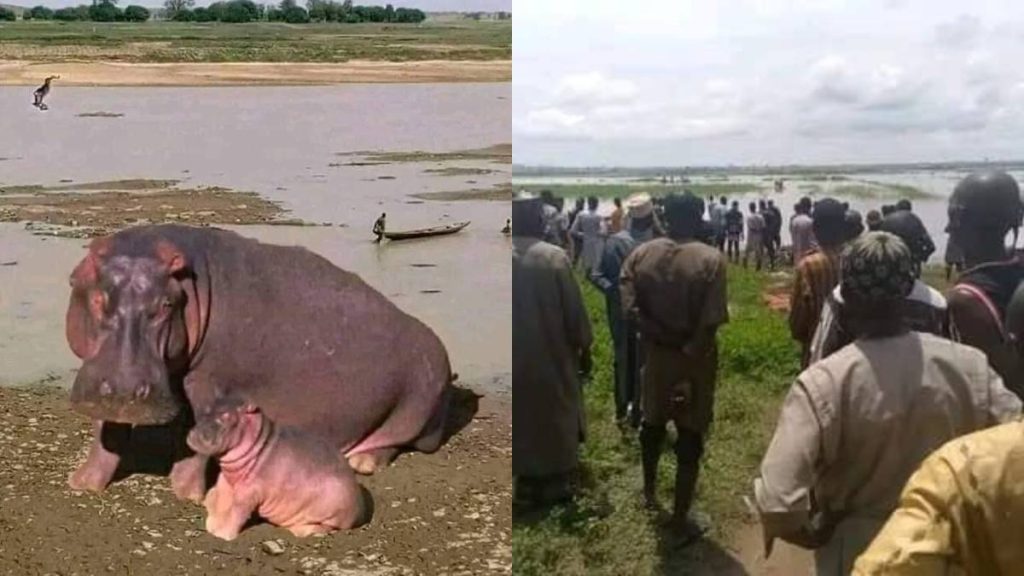 Hippopotamus k!lls Emir of Yauri's guard in Kebbi