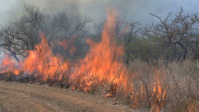 NEMA Cautions Against Bush Burning