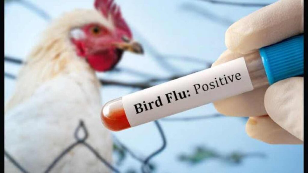 Bird Flu